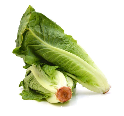 Romainesalat 1 bundt